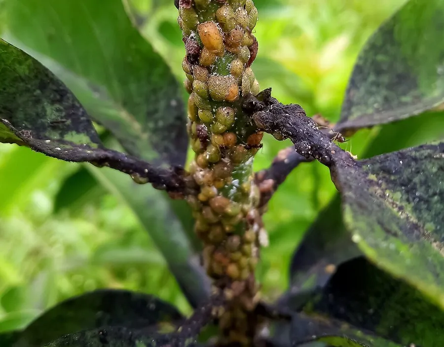 Scale insects crowded along a stem, with sooty mould blackening the leaves around them