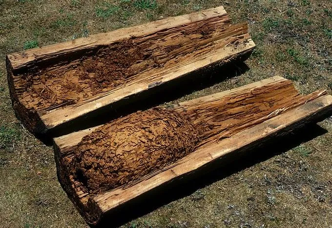 A split timber pole revealing a large termite nest of packed mud and chewed wood filling its hollow centre