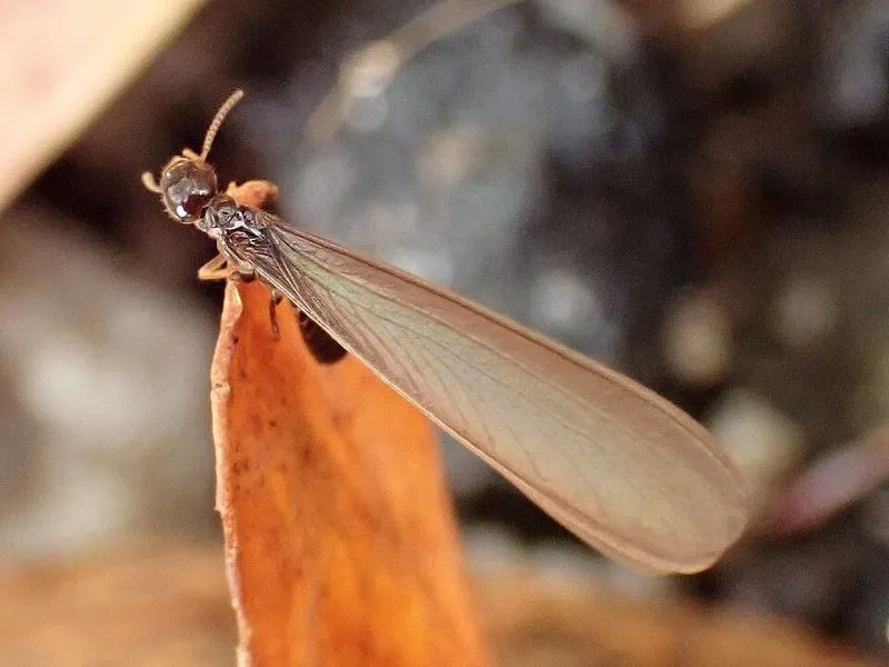A winged giant termite resting on the edge of a dry leaf